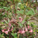 Lonicera gracilipes 'Grandis' P6 (2)